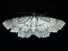 Sandava scitisignata