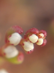 Sedum microcarpum