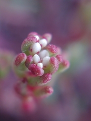 Sedum microcarpum