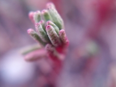 Sedum microcarpum