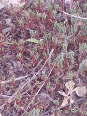 Sedum microcarpum