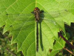 Somatochlora williamsoni