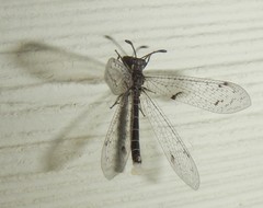 Bandidus canifrons