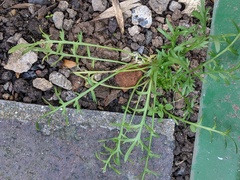 Lepidium coronopus