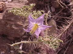 Solanum citrullifolium