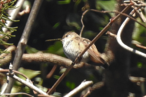 Allen's Hummingbird photographed in Pennsylvania