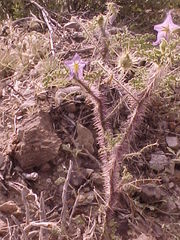 Solanum citrullifolium