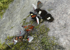 Hypanartia cinderella