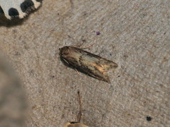 Blastobasis adustella