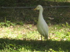 Bubulcus ibis