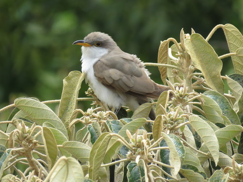 Cuclillo piquigualdo (Coccyzus americanus)