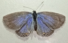 Cupido comyntas texana