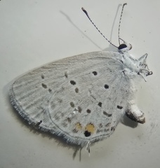 Cupido comyntas texana