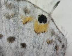 Cupido comyntas texana