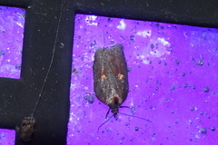 Acleris bowmanana