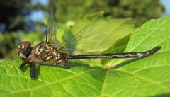 Somatochlora williamsoni