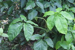 Syngonium neglectum