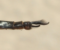 Somatochlora williamsoni