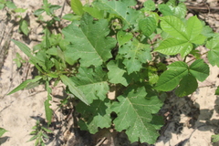 Solanum myriacanthum