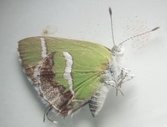 Chlorostrymon simaethis simaethis