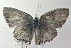 Chlorostrymon simaethis simaethis