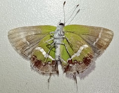 Chlorostrymon simaethis simaethis