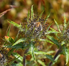 Atractylis cancellata