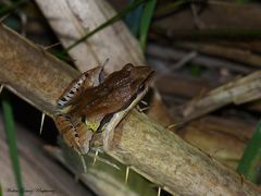 Physalaemus gracilis