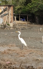 Ardea alba