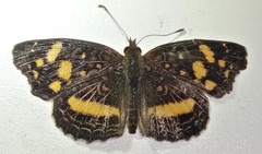 Anthanassa drusilla drusilla