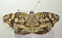 Anthanassa drusilla drusilla