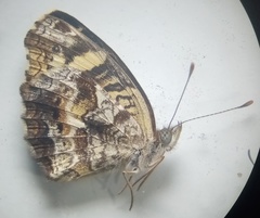 Anthanassa drusilla drusilla