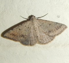 Taxeotis intextata