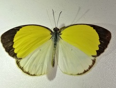 Pyrisitia venusta venusta