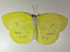 Pyrisitia venusta venusta