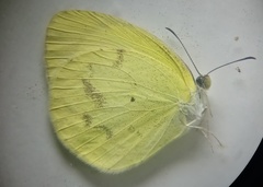 Pyrisitia venusta venusta