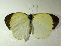 Pyrisitia venusta venusta