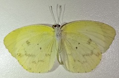 Pyrisitia venusta venusta