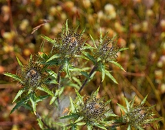 Atractylis cancellata