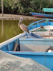 Pelecanus occidentalis