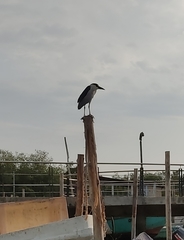 Nycticorax nycticorax