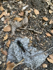 Planopus laniniensis