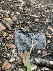 Planopus laniniensis