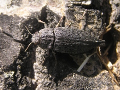 Dicerca tenebrica