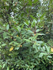 Maytenus magellanica