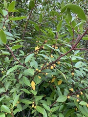 Maytenus magellanica