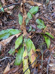 Carphephorus odoratissimus