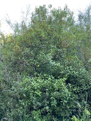 Maytenus magellanica