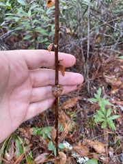 Carphephorus odoratissimus