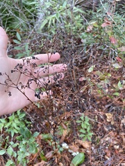 Carphephorus odoratissimus